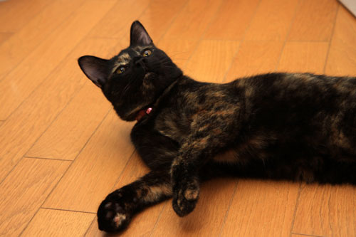 本当にいる。_d0355333_12533781.jpg