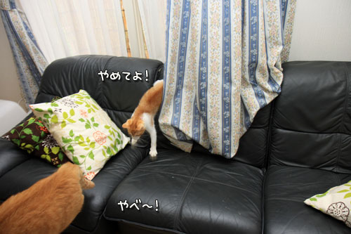 カーテンごしの攻防!_d0355333_12533836.jpg