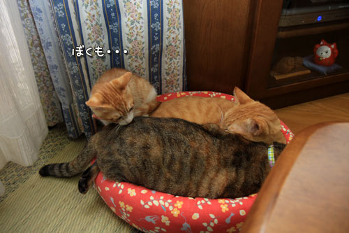 てんこもり_d0355333_12534010.jpg