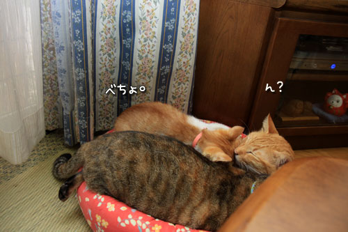 てんこもり_d0355333_12534032.jpg