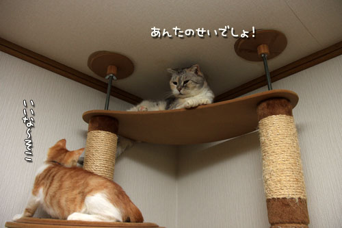 まみちゃん、職を追われ?_d0355333_12534210.jpg