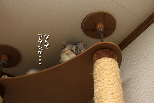 まみちゃん、職を追われ?_d0355333_12534275.jpg