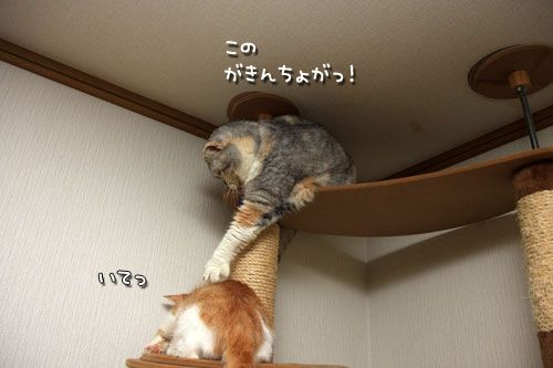 まみちゃん、職を追われ?_d0355333_12534360.jpg