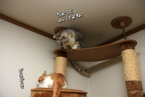 勝者は誰?_d0355333_12534470.jpg
