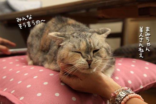 慧ちゃんのお見合い!_d0355333_12534702.jpg