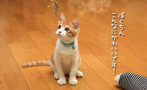 慧ちゃんのお見合い!_d0355333_12534721.jpg
