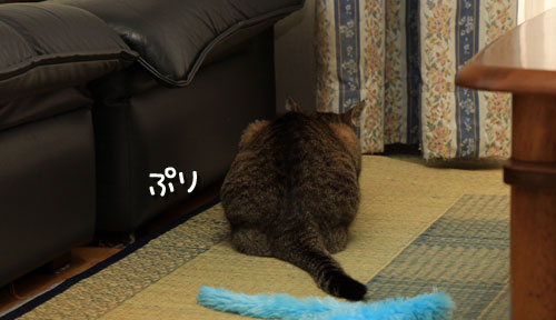 慧ちゃんのお見合い!_d0355333_12534732.jpg