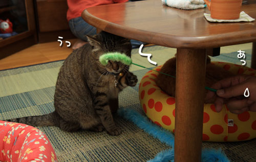 慧ちゃんのお見合い!_d0355333_12534846.jpg