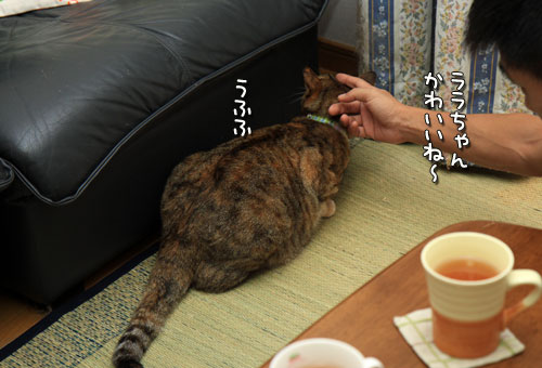 慧ちゃんのお見合い!_d0355333_12534858.jpg
