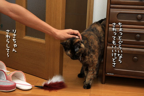慧ちゃんのお見合い!_d0355333_12534876.jpg