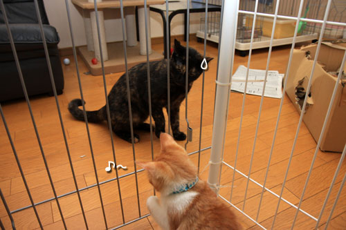 仔猫なら、と思ったけど_d0355333_12534945.jpg