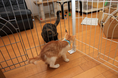 仔猫なら、と思ったけど_d0355333_12534977.jpg