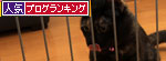 仔猫なら、と思ったけど_d0355333_12535094.jpg