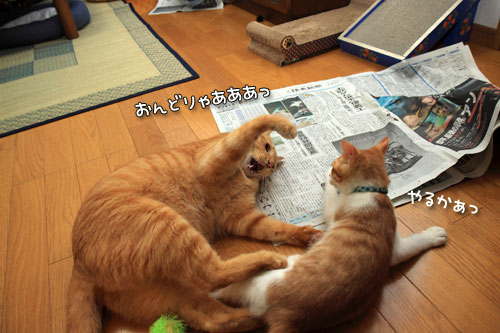 新聞遊びも伝授!_d0355333_12540216.jpg