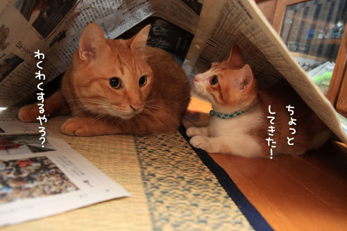 新聞遊びも伝授!_d0355333_12540241.jpg