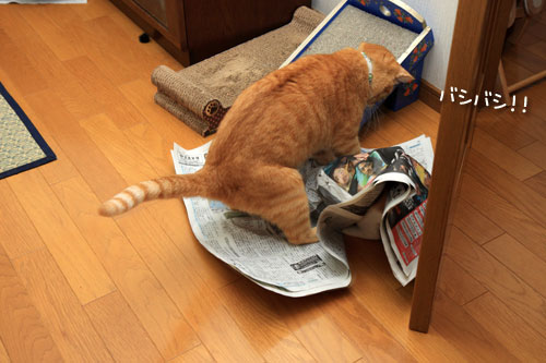 新聞遊びも伝授!_d0355333_12540290.jpg