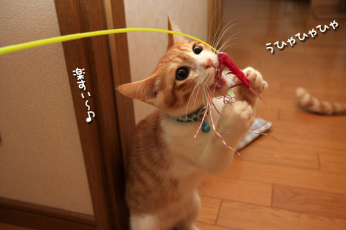 いちびりの系譜。_d0355333_12540808.jpg