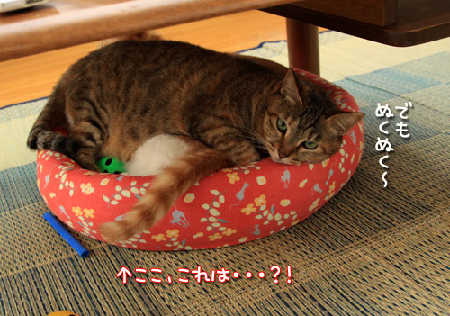 またまたてんこもり!_d0355333_12541097.jpg