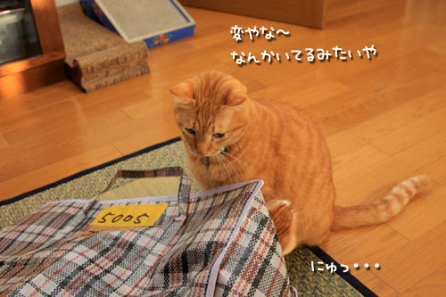 つよくたくましく。_d0355333_12541158.jpg