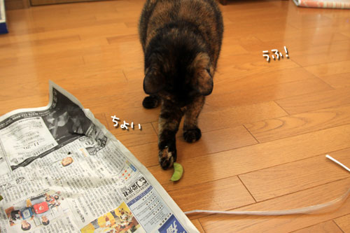 黒豆お手伝い部隊!_d0355333_12543241.jpg