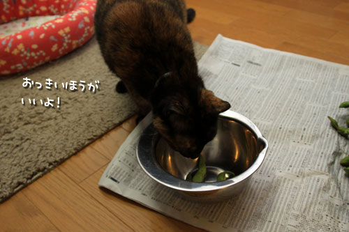 黒豆お手伝い部隊!_d0355333_12543306.jpg