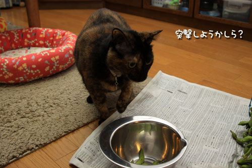 黒豆お手伝い部隊!_d0355333_12543339.jpg