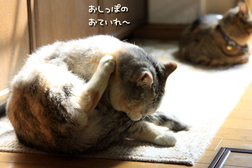 キッチンマットの上には_d0355333_12543743.jpg
