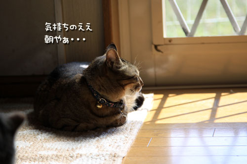 キッチンマットの上には_d0355333_12543763.jpg