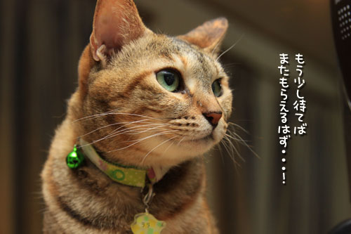 目が輝く時。_d0355333_12543767.jpg