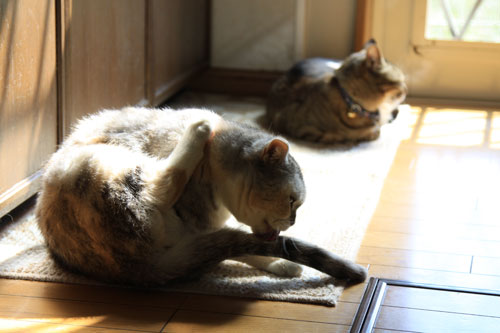 キッチンマットの上には_d0355333_12543799.jpg