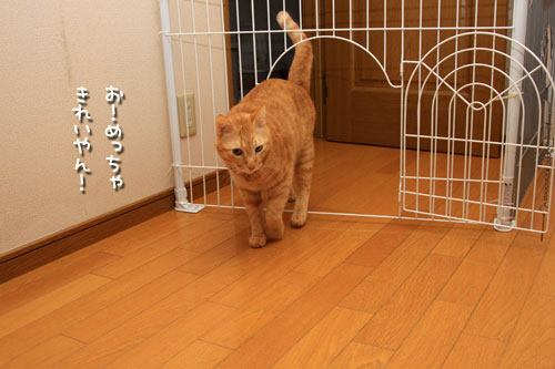 きれいになった保護部屋。_d0355333_12545141.jpg