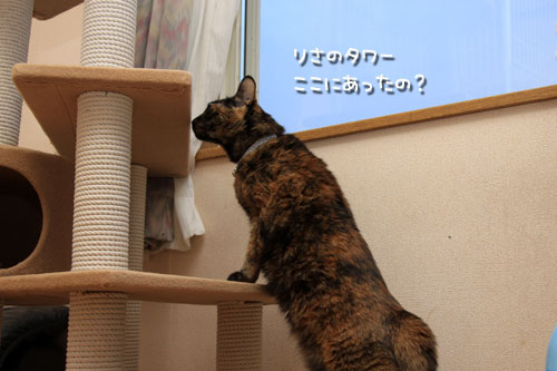 きれいになった保護部屋。_d0355333_12545234.jpg