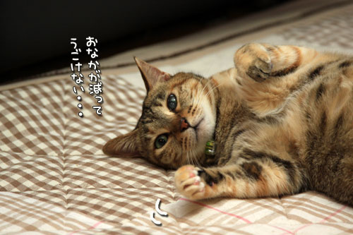 なまけもの_d0355333_12545416.jpg