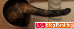 きれいになった保護部屋。_d0355333_12545428.jpg