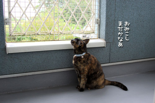 ベランダで待つ。_d0355333_12545675.jpg
