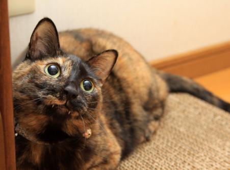 ペット写真教室_d0355333_12550446.jpg