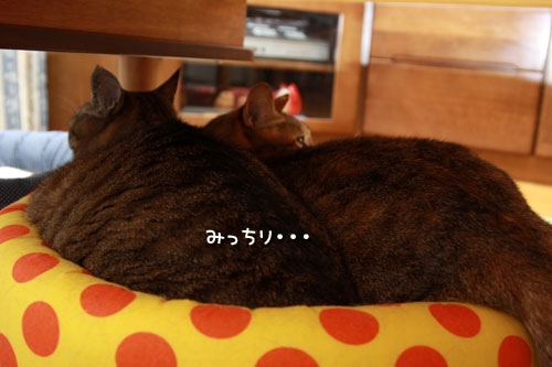 ひっつき度アップ!_d0355333_12551277.jpg
