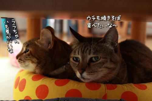 ひっつき度アップ!_d0355333_12551282.jpg