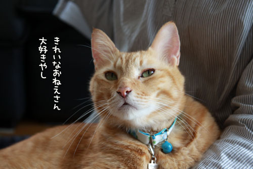 にゃんず接待炸裂!_d0355333_12551637.jpg