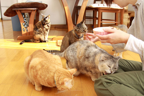 にゃんず接待炸裂!_d0355333_12551675.jpg