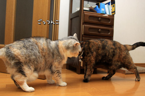 ごっつんこ_d0355333_12551773.jpg
