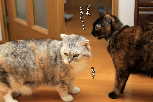 ごっつんこ_d0355333_12551813.jpg