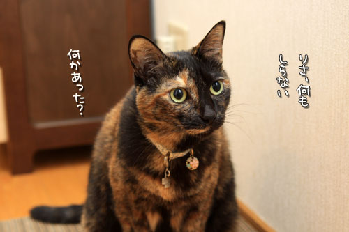 犯にゃんは誰だ!_d0355333_12552134.jpg