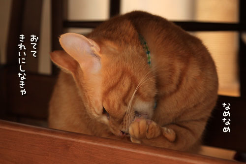 犯にゃんは誰だ!_d0355333_12552205.jpg