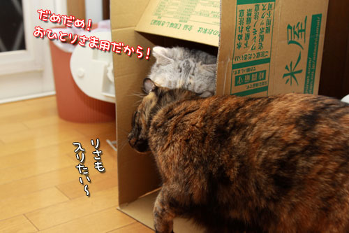たて向きなのに?_d0355333_12554204.jpg