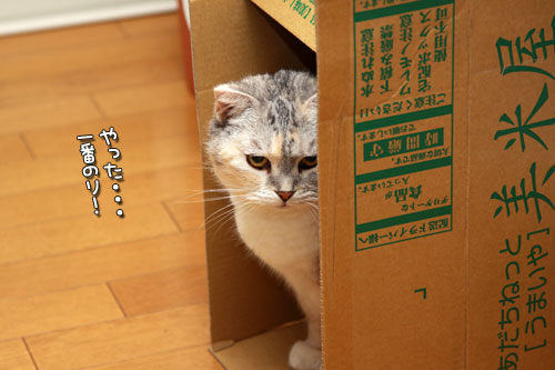 たて向きなのに?_d0355333_12554296.jpg
