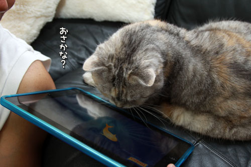 iPad初体験!_d0355333_12554446.jpg