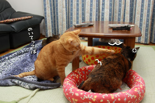 悪行を暴く!_d0355333_12554514.jpg