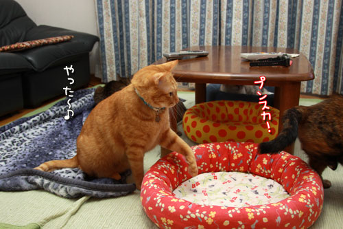 悪行を暴く!_d0355333_12554685.jpg