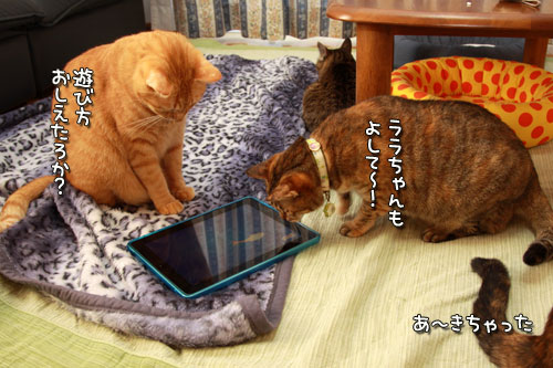 iPadの正しい使い方?_d0355333_12554703.jpg